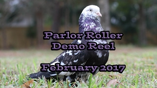 Parlor Roller Demo Reel 2017 [upl. by Esahc401]