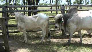 Brahman bull serving [upl. by Ellennad]