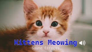 Kittens Meowing Sound Effects  Newborn kitten meows [upl. by Consalve]