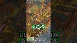 LUDWIGIA ARCUATA THIN NEEDLE LEAF AMAZING PLANT For Sale [upl. by Llednik]