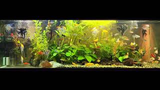 angelfish community tank [upl. by Pappas413]