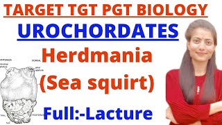 HerdmaniaurochordatesFulllactureBy Priyal bhatiForUptgt pgt biologyBsc 2yrneet [upl. by Abigale]