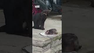 When your cats off the clock 🤣 🎥 ViralHog [upl. by Esinehs]