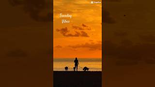 birds beach morning ocean nature sunrise dog boat [upl. by Ankney]