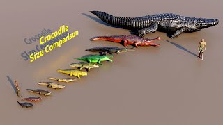 Crocodile Size Comparison animation animals [upl. by Purcell]