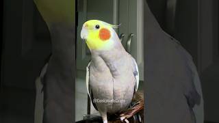 Adorable Singing Cockatiel ❤️🎤🦜 cockatielscraze [upl. by Vokaay107]