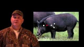 HOG HUNTING TIPS WHERE TO SHOOT HOGS [upl. by Haroved250]