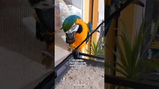 Spain Andalusia Isla Cristina meet parrot Jose Papagei shorts [upl. by Hortense375]