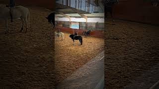 Red epos barbacka idag tappa balansen 😅😓 viralvideo horses equestrian [upl. by Anaek]