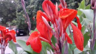 17Canna LilyKelliLily Canna growing n care tips 2882018 [upl. by Mahsih447]