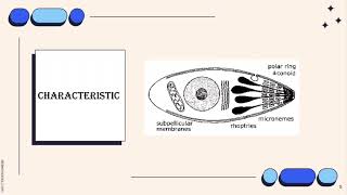 VET PARA 1  Phylum Apicomplexa Introduction  Chapter 120 Student Output [upl. by Akelahs]