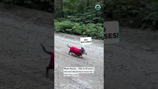 18yo Dachshund LOVES to Run  ViralHog [upl. by Eleanora]