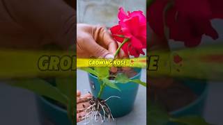 GROW ROSE FROM FLOWER🌹 গোলাপের কলি থেকে গাছ বৃদ্ধি shots gardening rose shrubs [upl. by Yramesor]