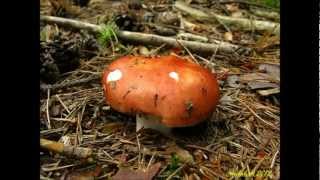 Holubinka jahodová  Russula paludosa [upl. by Paschasia326]