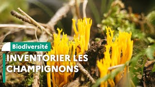 Inventaire de champignons en réserve biologique intégrale dans le Cantal [upl. by Damicke]