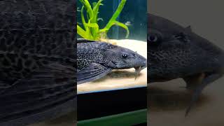 Big Pleco in a 300 gallon aquarium [upl. by Hetti930]