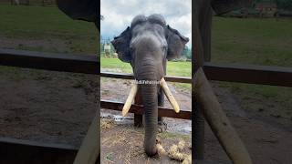 Coment this elephant name  Dubare elephant camp elephant karnataka dubareelephantcamp [upl. by Nallij]