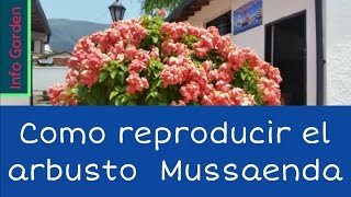 Como reproducir el Arbusto Mussaenda por esquejes estacas Parte 1 [upl. by Petite358]