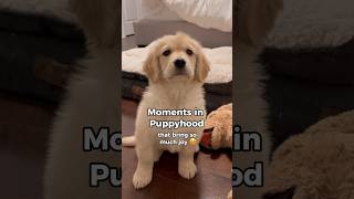 Sweet Moments of Puppyhood 🥹 dogshorts goldenretriever puppies puppyvideos dogs puppy [upl. by Margot842]