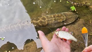 Pêche au Vif au Bouchon  Attaque à Vue Brochet et Sandre  4K [upl. by Pfeffer]