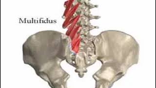 Lumbar Flexion PPIVMs [upl. by Ahseinek]