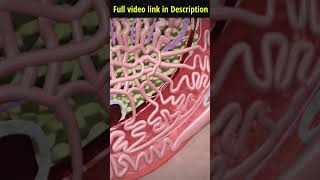 पुरुष नसबंदी  Vasectomy operation 3D Animation viral hospital doctor [upl. by Malone]