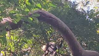 Monkeys at Ometepe Island [upl. by Valda946]