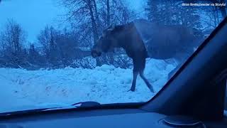 Moose stops traffic in Anchorage Canada amid snowstorm [upl. by Eussoj]