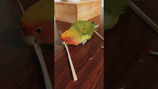 Dekhiye ye kaise keel thokta hai parrotlover parrotvideo funnyparrot funnybird shortsvideo [upl. by Hsina]