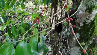 Coffee Tree Arabica and Robusta [upl. by Blatt]