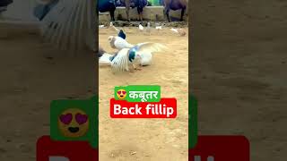 Back fillip  pigeon Bird Back Filip  birds birdsfunnyvideo shortfeed short shotfeeds shorts [upl. by Odla222]