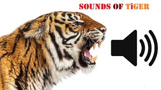 Tiger Sounds  All Types Of Sounds Make By Tigers [upl. by Zeena]