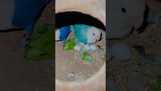 Love Birds Breeding Tips breeding lovebirds parrot tips shorts [upl. by Johnsten]