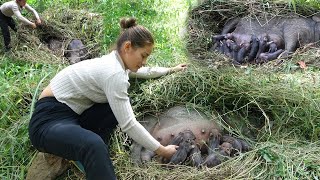 Find 3 mother pigs making nest give birth to piglets in forest [upl. by Shull203]