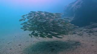 Shoal of baby striped eel catfish [upl. by Autry]