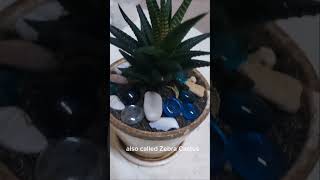 Haworthia Plant 😮 gardening [upl. by Remled]