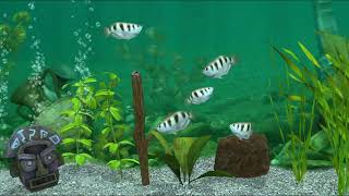 Archerfish WMTPro [upl. by Poppo]