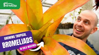 Growing tropical Bromeliads in cold weather  Tips amp plant tour [upl. by Renaldo]