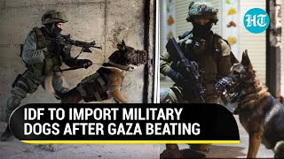 Hamas’ ‘Large Dogs’ Beat Israeli Canine Soldiers In Gaza 17 IDF Military Dogs Killed  Report [upl. by Joceline]