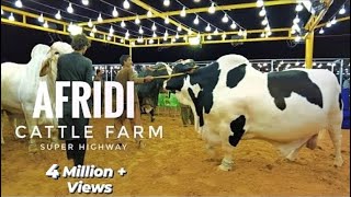 AFRIDI Cattle Farm  Super Highway Karachi  Cow Mandi 2021  Expedition Pakistan [upl. by Nodnrb]