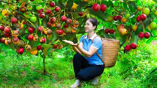 Harvesting mangosteen amp Goes To Market Sell  Gardening And Cooking  Lý Tiểu Vân [upl. by Powell]