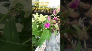 Matured Flower Plant  Yaya Flower plant orchidflower orchidnursery najisworld [upl. by Haldis603]