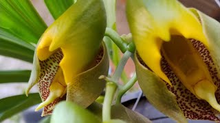 Catasetum Macrocarpume bonito ou não e [upl. by Alurd]