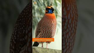 Temmincks tragopan bird sound [upl. by Joshua]