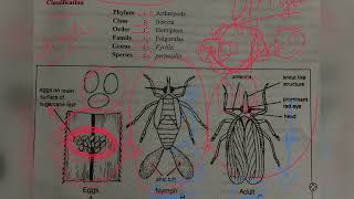 Zoology  3rd Year  Life Cycle of Pyrilla Perpusilla  Leaf hopper of Sugarcane [upl. by Nirred]