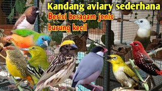 KANDANG AVIARY MINIMALIS  ternak beragam jenis burung dalam satu kandang  Bird Aviary นก  ಪಕ್ಷಿ [upl. by Esau]