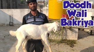 Doodh Wali Bakriya in Hyderabad Quba Colony  Desi Bakre Available in Hyderabad Shaheenagar [upl. by Anaile577]