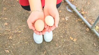 Cole Elementary Students Rule the Roost A Chicken coop right on campus [upl. by Nylsej]