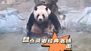 Classic scene of Giant Panda Lingyan这里总有一款你喜欢的灵岩场面，每一个都经典～ [upl. by Imit822]