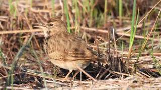 Crested Lark Cappellaccia Galerida cristata apuliae [upl. by Jeffries]